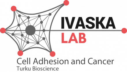 Ivaska cell adhesion and cancer Lab